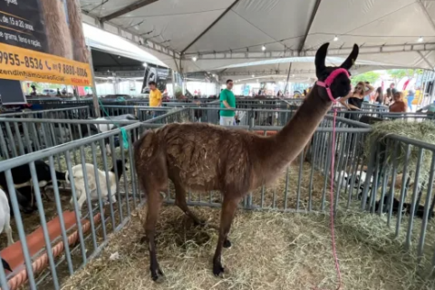 Lhama peruana e alpacas importadas do Peru e do Chile viram atração na Expocrato 2026