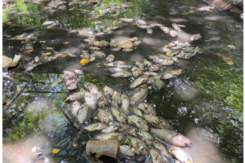 Grande quantidade de peixes é encontrada morta no Parque das Timbaúbas, em Juazeiro do Norte