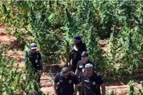 Proprietário de terreno com plantação de 290 mil pés de maconha é preso em Acopiara