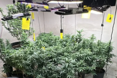 Polícia Civil desarticula laboratório com 381 pés de maconha e 8kg da droga em Fortaleza; quatro são presos