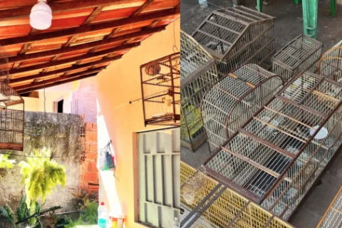 BPMA apreende 13 aves silvestres no Crato criadas ilegalmente